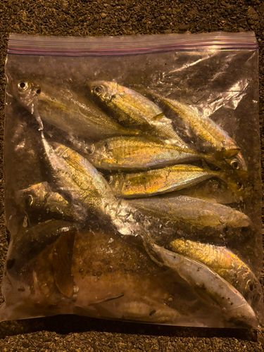 アジの釣果