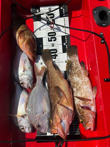 アコウの釣果
