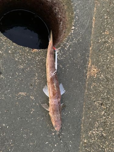 エソの釣果