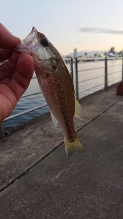 ラージマウスバスの釣果