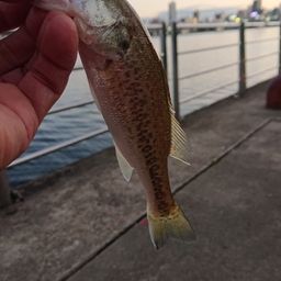 ラージマウスバス