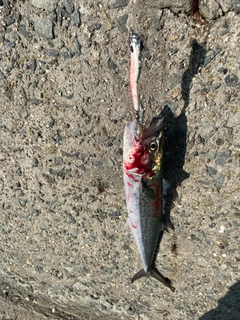 サゴシの釣果