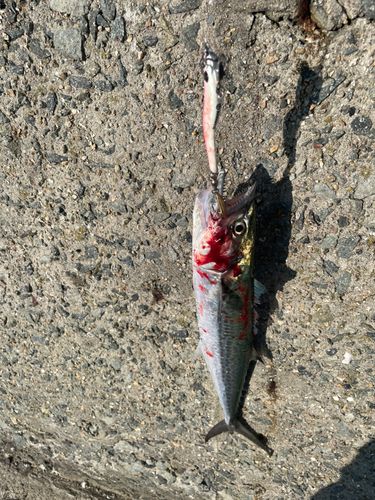 サゴシの釣果
