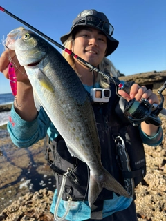 トラウトサーモンの釣果