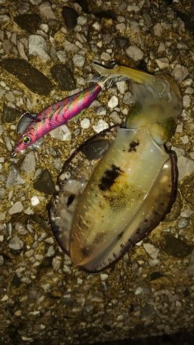 アオリイカの釣果