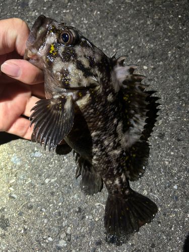 ソイの釣果