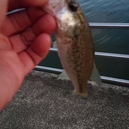 ラージマウスバス