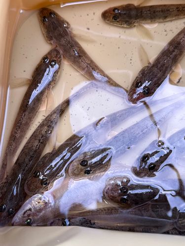 マハゼの釣果