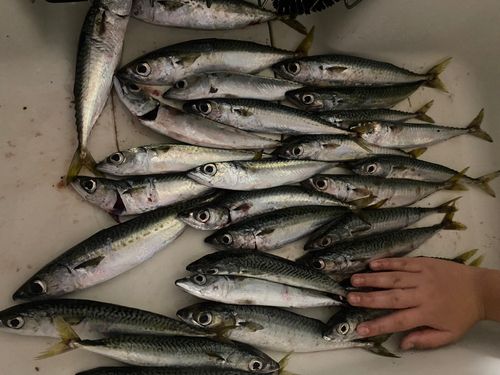 サバの釣果