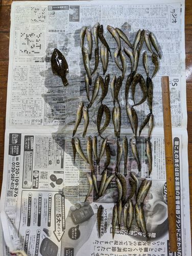 ハゼの釣果