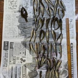 ハゼ