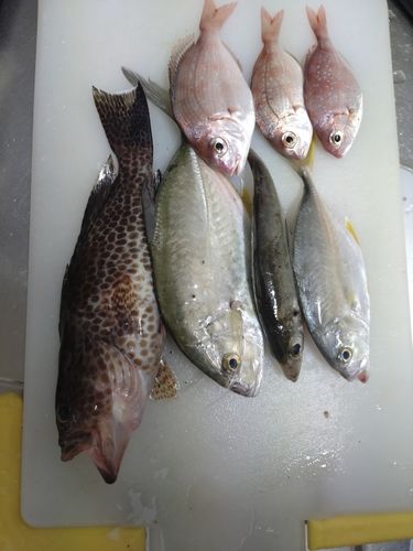 チャリコの釣果