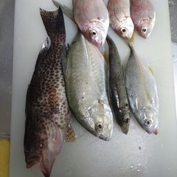 チャリコ
