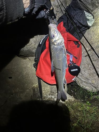 ニゴイの釣果