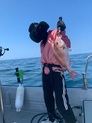 タイの釣果