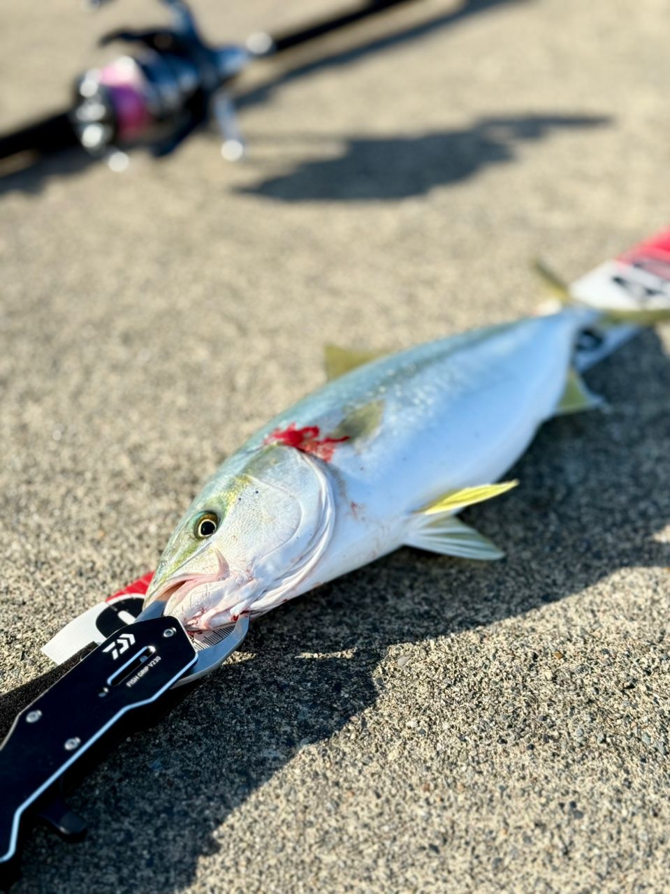 SHIMANO 22コルトスナイパーSS LSJ S96MLの最安値・インプレ