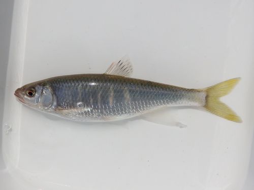オイカワの釣果