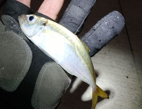 マアジの釣果
