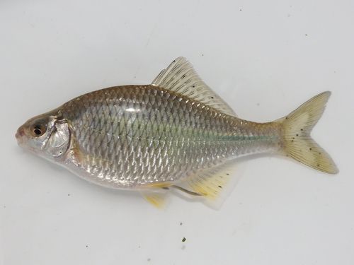 カネヒラの釣果