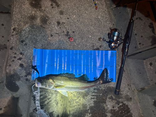 シーバスの釣果