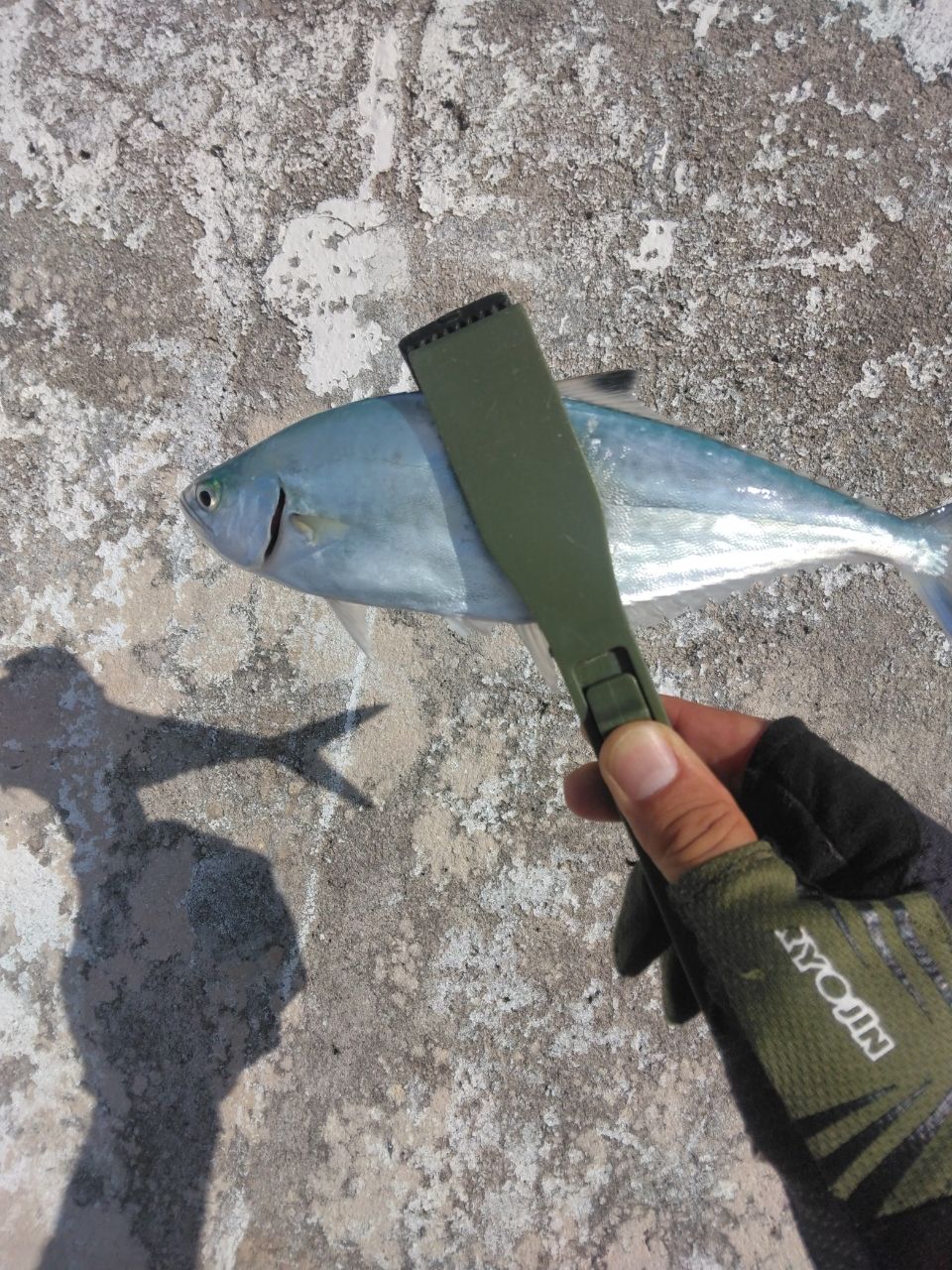 ミナミイケカツオ