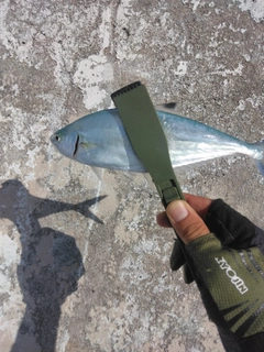 ミナミイケカツオの釣果