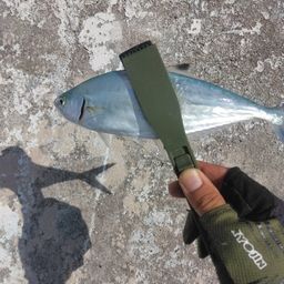 ミナミイケカツオ