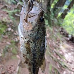 ブラックバス