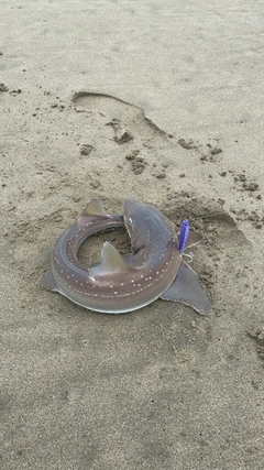 ホシザメの釣果