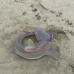 ホシザメ