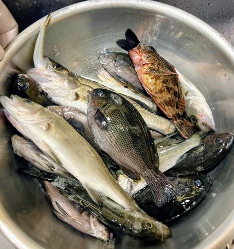 セイゴ（マルスズキ）の釣果