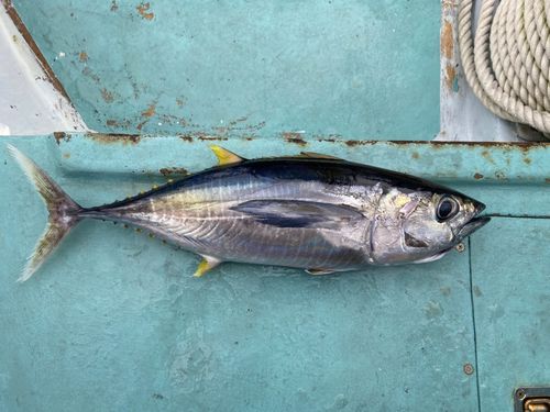 キハダマグロの釣果