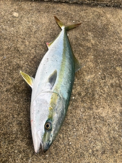 ワラサの釣果