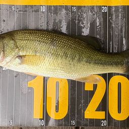 ラージマウスバス