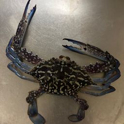 タイワンガザミ
