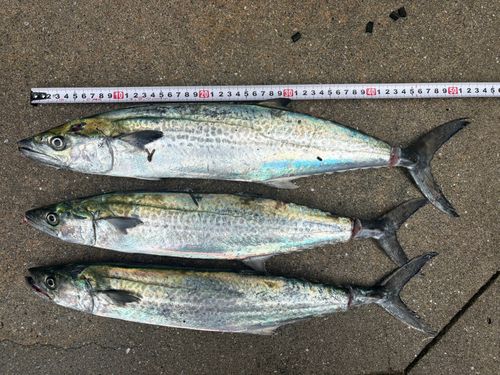 サゴシの釣果