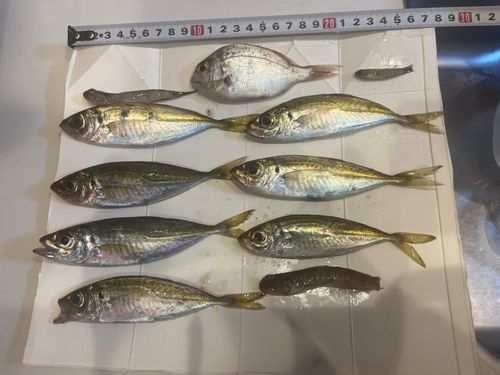 アジの釣果