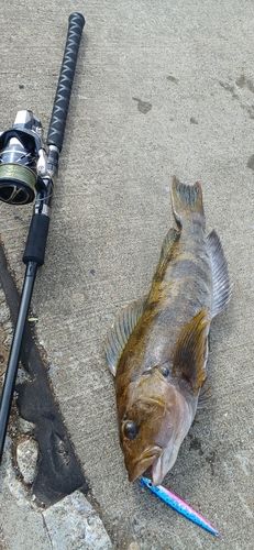 アブラコの釣果