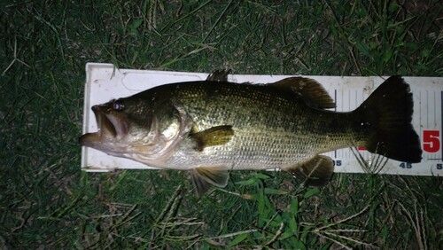 ラージマウスバスの釣果