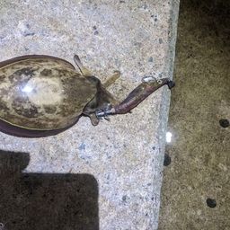 コウイカ