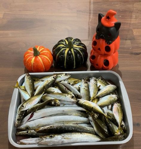 カマスの釣果