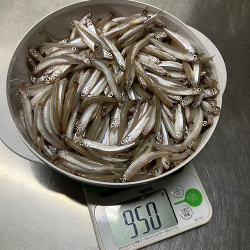 ワカサギの釣果
