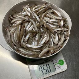 ワカサギ