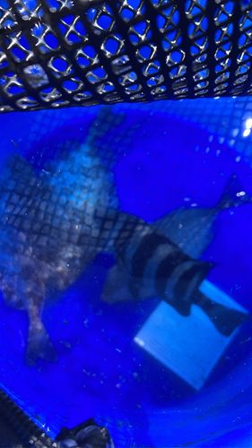 アイゴの釣果