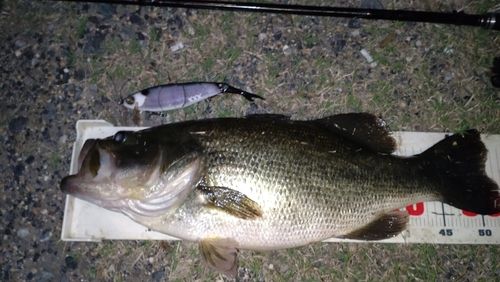 ラージマウスバスの釣果
