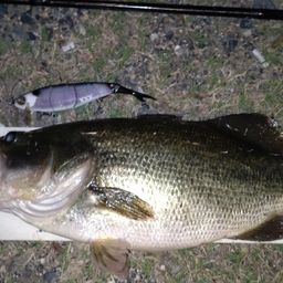 ラージマウスバス