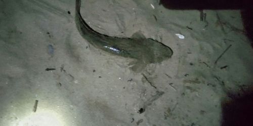 マゴチの釣果