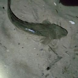 マゴチ