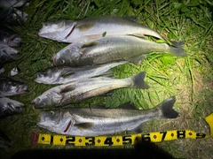 シーバスの釣果