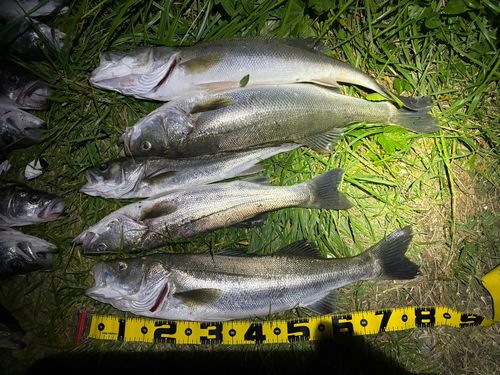 シーバスの釣果
